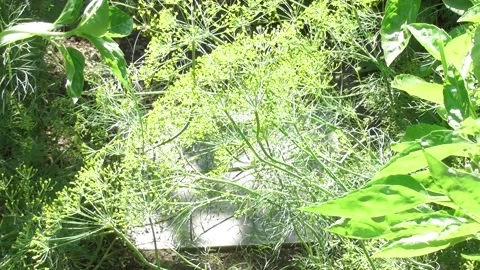 Yellow dill flowers with insects Stock Footage 340499223