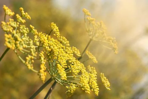 Yellow Dill Stock Photos