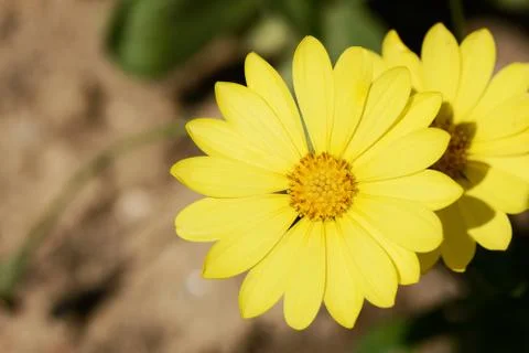 Yellow dimorphotheca flowers Stock Photos