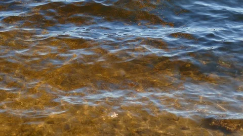 Yellow discolored birch leaves on branches on a body of water with waves Stock Footage 99454418