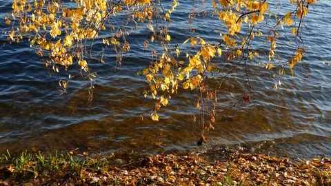 Yellow discolored birch leaves on branches on a body of water with waves Stock Footage 99454429