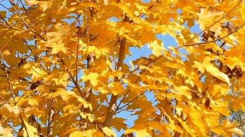 Yellow discolored maple leaves on a tree Stock Footage 119563246