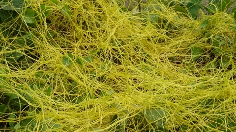 Yellow Dodder Vines Stock Footage 336684867