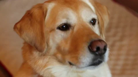 Yellow Dog Stock Footage 59212138