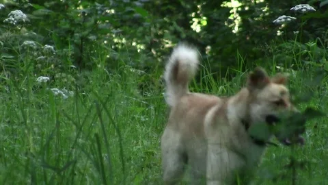 Yellow dog in high grass Stock Footage 83844601
