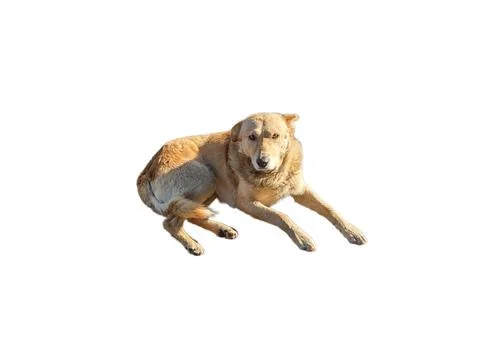 Yellow dog isolated on white background Photos