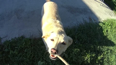 Yellow Dog Playing &amp; Pulling Stick Close Up Stock Footage 97121302