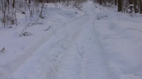 Yellow dog running through the winter forest Stockbeeldmateriaal 83844508