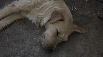 Yellow Dog Sleeping on the ground Stock Footage 86079993