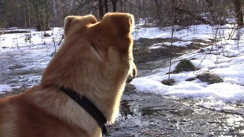 Yellow dog in the spring forest Stock Footage 83844673