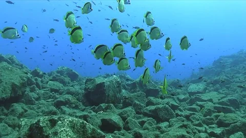 Yellow-dotted butterflyfish (Chaetodon selene) in Socorro island Stock Footage