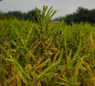 Yellow dotted grass and open sky view Stock Photos
