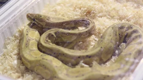 Yellow dotted pet snake in a box for sale Stock Footage 252467325