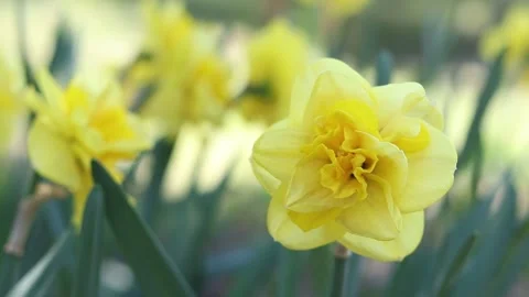 Yellow double daffodils, flower close-up on a blurred background Stock Footage 327371357