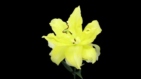 Yellow Double-Flowered Lily Wilting and Withering Time Lapse, 4K 스톡 동영상 343273122