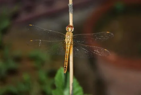 Yellow Dragon Fly Stock Photos