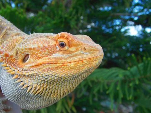 Yellow dragon Stock Photos