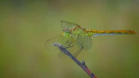 Yellow dragonfly on a branch, closeup. Stock Footage 167775028
