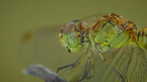 Yellow dragonfly on a branch, portrait. Stock Footage 170967936