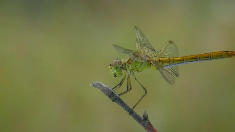 Yellow dragonfly on a branch, portrait. Stock Footage 251743045