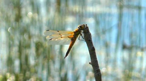 Yellow dragonfly closeup Stock Footage 24464788
