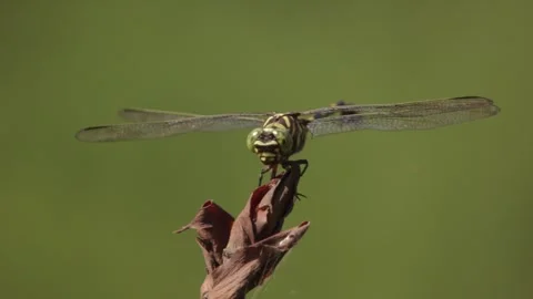 Yellow Dragonfly Fly away &amp; Back Resting on Branch Stock Footage 279733208