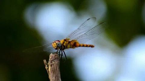 Yellow Dragonfly flying on a stump rotating its head with transparent wings Stock Footage 108775934