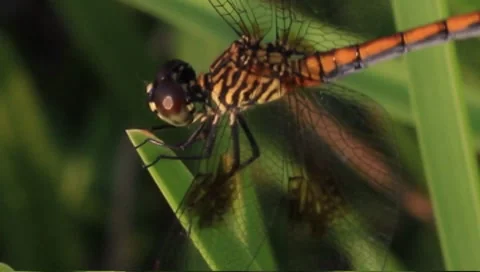Yellow dragonfly Stock Footage 8519177