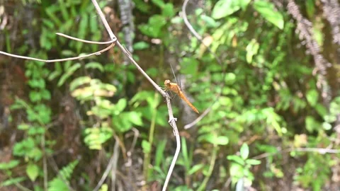 Yellow dragonfly Stock Footage 285582186
