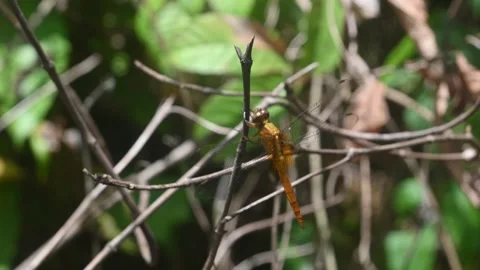 Yellow dragonfly Stock Footage 285582199