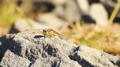 Yellow dragonfly gesturing standing in a stone Stock Footage 168451656