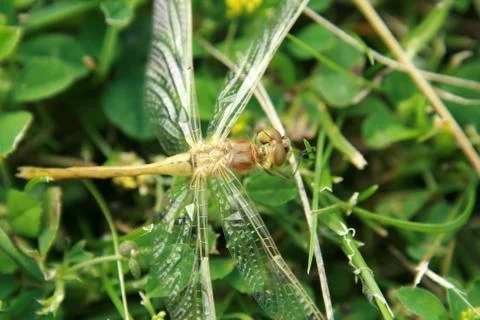 Yellow Dragonfly on Grass Stock Photos