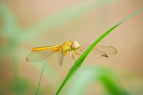 Yellow dragonfly on the grass. Stock Photos