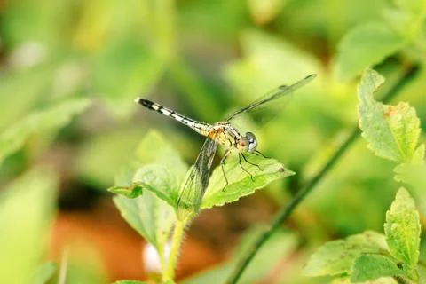 Yellow dragonfly on leaf Stock Photos