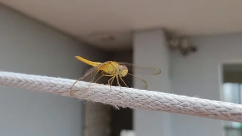 Yellow-dragonfly-macro-resting-on-rope-4k 库存影片 338245695