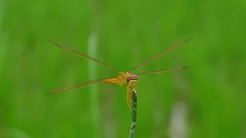 Yellow dragonfly perched on a grass stem Stock Footage 257435014