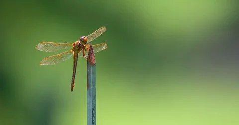 Yellow dragonfly, perched on metal post, rotates head, flies away. Stock Footage