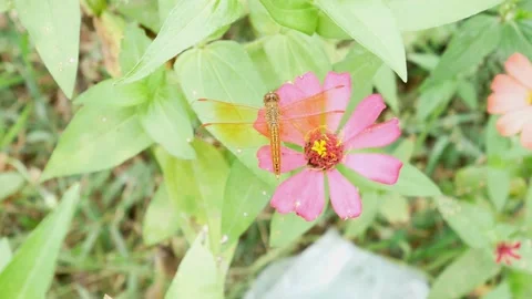 A yellow dragonfly perches on the leaf of a flower of zinnia elegans 4K Stock Footage 153364322