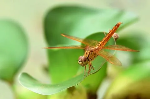 Yellow dragonfly Stock Photos