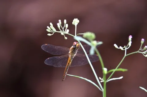 Yellow dragonfly Stock Photos