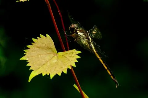 Yellow dragonfly 库存照片