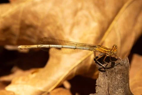 Yellow dragonfly posing Fotos de archivo