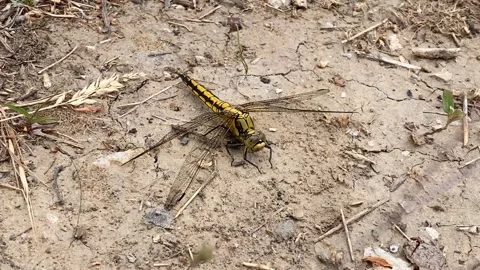 Yellow dragonfly resting on the dry sandy ground Stock Footage 242664581