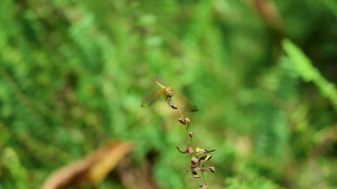 A yellow dragonfly resting on a thin dry branch in a green forest Video stock 347062006