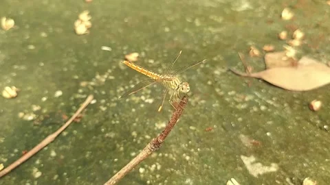 A Yellow Dragonfly Resting on a Twig Stock Footage 313545007