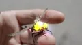Yellow Dragonfly robot drone robotic glowing spy gadget HD Footage