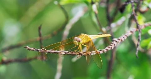 A yellow dragonfly sits on a twig Stock Footage 116814403