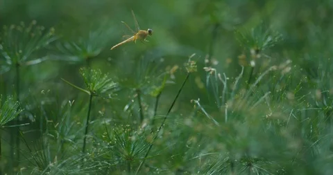 Yellow Dragonfly taking off in slow motion Stock Footage 97848095