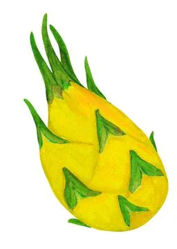 Yellow dragonfruit isolated on white background Stock Illustration