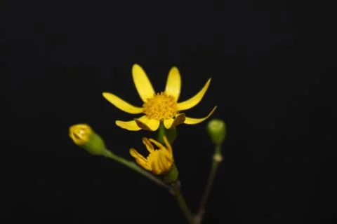 Yellow dream Stock Photos